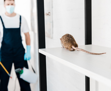 Rat infestation inspection in commercial storage shelf – Angel City Pests