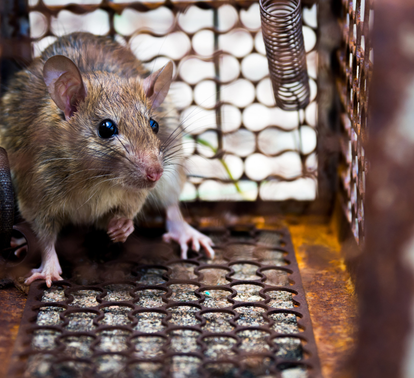 Rat inside humane rodent trap – Angel City Pests