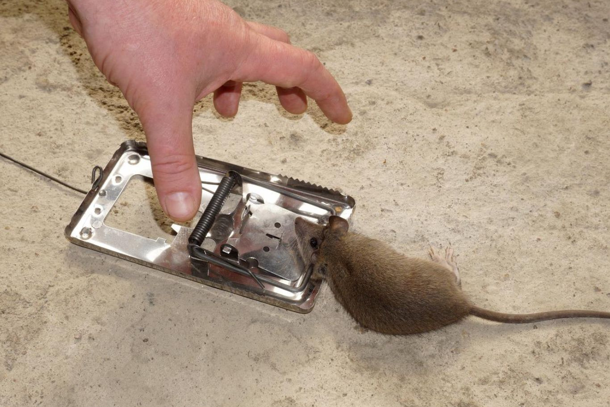 Rodent bait trap setup for rodent control – Angel City Pests