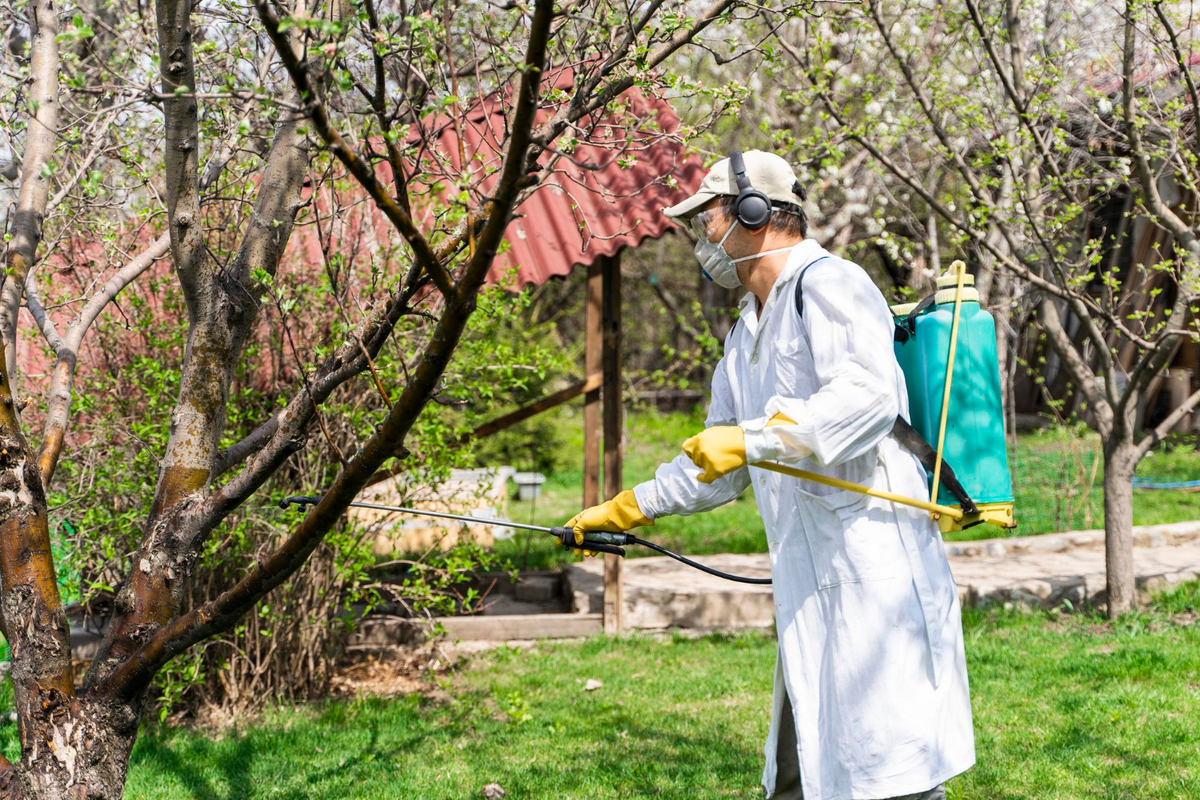 Technician spraying fruit trees for seasonal pest prevention – Angel City Pests