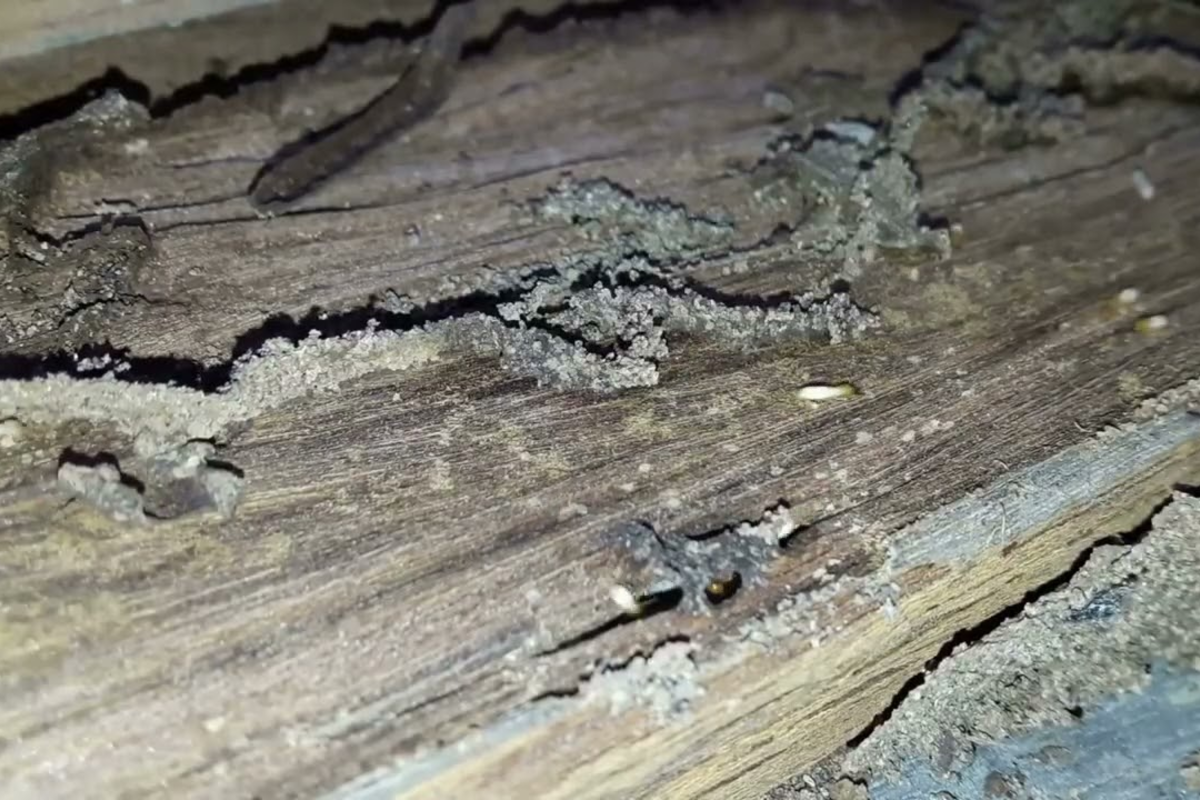 Close-up of termite damage and mud tunnels in wood – Angel City Pests